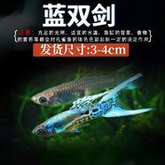 卡奇魚(yú) 孔雀魚(yú) 鳳尾魚(yú) 胎生魚(yú) 熱帶觀(guān)賞魚(yú)淡水活體魚(yú)小型魚(yú)純種好養易活 安哥拉藍雙劍孔雀魚(yú)1對