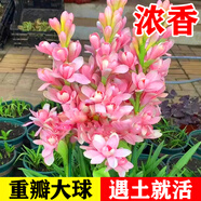京悠雨德國(guó)晚香玉種球重瓣大花球根夜來(lái)香濃香型多年生切花庭院陽(yáng)臺(tái)盆栽 【7到11個(gè)芽】重瓣粉色送2包肥料