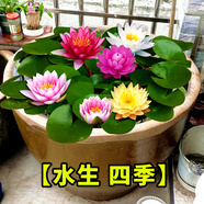 蝶沾花大睡蓮四季水生水培植物花卉種子開花水養(yǎng)荷花水蓮花盆栽綠植池塘 大睡蓮花根塊1個 不帶盆
