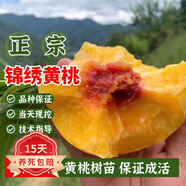 歐悟【買(mǎi)2顆送1顆】嫁接車(chē)厘子樹(shù)苗大櫻桃樹(shù)苗盆栽果樹(shù)苗木南北方種植 黃桃樹(shù)苗 6年苗當年結果