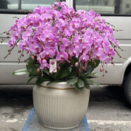 Only you【兩小時達】蝴蝶蘭帶花苞花劍花盆真花蘭花盆栽開業(yè)喬遷佛堂供花 30粉色（瓷盆隨機）