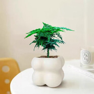 佰花錦辦公桌面綠植盆栽發(fā)財樹室內(nèi)客廳奶油風(fēng)網(wǎng)紅盆景精致美觀四季好養(yǎng) 文竹+PVC白泡泡盆 整體高度約15-25cm