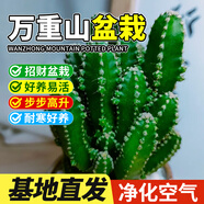 京厽仙人掌盆栽多肉植物萬重山桌面綠植室內(nèi)辦公室耐陰好養(yǎng)花卉 萬重山901盆 高約10-15cm 年底了 含盆