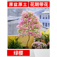 七流婉三角梅盆栽多季開花植物樹苗名貴綠植爬藤鮮花冬季耐寒花卉 【主圖款】綠櫻大苗 45-50cm左右