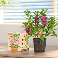 IAM City Farmer鳳仙花 兒童植物觀察杯 科學(xué)課植物種植盆栽根系生長(zhǎng)DIY觀察10036