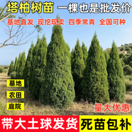 花牽影塔柏樹苗柏苗松柏樹苗掃墓墓地松樹苗柏樹苗四季長青工程綠化苗木 2.2-2.5m高【帶土球發(fā)貨】免修剪