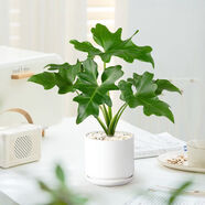 歐芽  春芋盆栽春羽小型植物客廳辦公室綠植凈化空氣春羽春雨北歐植物 春芋+啞光圓柱瓷盆白色90款
