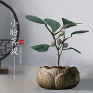 OIMG菩提樹盆栽禪意小盼菩提盆栽植物室內(nèi)花四季客廳觀葉辦公室綠植 小盼菩提+果子+蓮花盆+鋪面石【不帶木托】 帶盆栽好