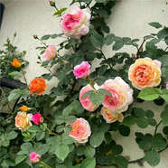 月季花苗四季開(kāi)花帶花苞特大花卉爬藤小苗室內外陽(yáng)臺盆栽薔薇玫瑰 詹森【爬藤大花濃香】 不含盆