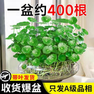 京厽銅錢草水培植物魚缸大葉水栽水養(yǎng)綠植金錢草小水草客廳室內(nèi)外花卉 精品銅錢草+大肚玻璃盆+肥 裸根不帶土