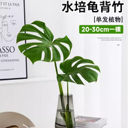 種花迷龜背竹水培植物盆栽大號老樁室內客廳天堂鳥(niǎo)花瓶耐陰常青好養綠植 龜背竹20～30cm一棵