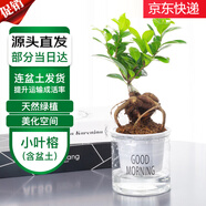 萌肉居榕樹人參榕小葉榕造型盆景花卉綠植盆栽小榕樹苗+早安盆源頭直發(fā)