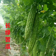 苦瓜苗帶土高產長綠苦瓜秧苗南方大白苦瓜苗大肉苦瓜耐熱早熟夏季 【長綠苦瓜苗】 不容錯過【買10宋10棵】共20顆苗