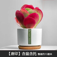 花友多肉植物組合套餐肉肉室內(nèi)植物辦公室電腦面盆栽好養(yǎng)活小盆栽 【唐印】精養(yǎng)大顆 含瓷盆+托