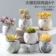 仟尚億多肉花盆陶瓷個性簡約室內(nèi)植物創(chuàng)意粗陶花盆栽花盆透氣大口徑組合 大理石紋肉盆6個 中等