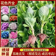 云南繡球花苗基地直銷陽(yáng)臺(tái)庭院無(wú)盡夏八仙花盆栽地栽耐寒原土發(fā)貨 隨機(jī)花苗10顆【顏色可指定】 不含盆