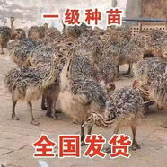 鴕鳥幼苗一對活苗公母非洲大鴕鳥幼崽活體成年奧洲脫溫小鴯鹋活物 鴕鳥幼苗～咨詢客服 1