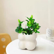 佰花錦辦公桌面綠植盆栽發(fā)財(cái)樹(shù)室內(nèi)客廳奶油風(fēng)網(wǎng)紅盆景精致美觀四季好養(yǎng) 梔子花+PVC白泡泡盆 整體高度約15-25cm