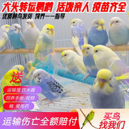 萬寵匯 鳥活體虎皮鸚鵡籠養(yǎng)牡丹玄風(fēng)活鳥學(xué)說話手養(yǎng)小太陽鸚鵡和尚鸚鵡 隨機(jī)大頭金彩鸚鵡1只公母可備注