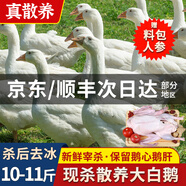頤鄉(xiāng)情現(xiàn)殺大鵝農(nóng)家散養(yǎng)大白鵝整只土鵝冷凍鵝肉生鮮五谷喂養(yǎng)節(jié)日禮盒 農(nóng)家大鵝10-11斤/只(料包+鮮參)