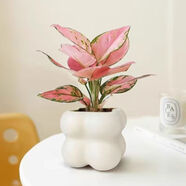 佰花錦辦公桌面綠植盆栽發(fā)財(cái)樹(shù)室內(nèi)客廳奶油風(fēng)網(wǎng)紅盆景精致美觀四季好養(yǎng) 吉利紅+PVC白泡泡盆 整體高度約15-25cm