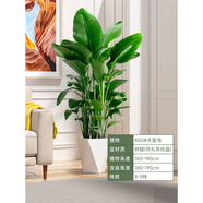 拓塞天堂鳥盆栽室內(nèi)客廳大型綠植辦公室大葉植物花卉鶴望蘭 精品天堂鳥1.8-1.9米【大號白色 含盆