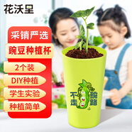 花沃里【2025不走豌路】豌豆種植杯蔬菜種子學(xué)校兒童DIY種植套裝盆栽2個(gè)