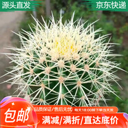 花琴仙人掌盆栽室內(nèi)多肉植物桌面綠植擺件帶刺裸根仙人球1棵源頭直發(fā)
