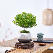 八芽 小葉赤楠盆景擺件室內(nèi)綠植花卉盆栽老樁客廳辦公室桌面好養(yǎng)植物 小葉赤楠+白裂紋金邊盆+紫砂托盤+方木托+絲絨鋪面