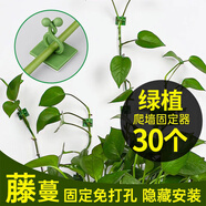 花沃里綠蘿固定器中號30個(gè) 綠植免釘貼墻自粘式掛鉤藤蔓植物攀爬夾子