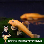 云峰海瑞清潔魚(yú)活體熱帶魚(yú)觀(guān)賞魚(yú)水族寵物工具魚(yú)垃圾魚(yú)老鼠魚(yú)魚(yú)缸除藻 黃金胡子3條（3-5厘米）