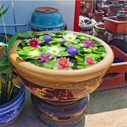 蝶沾花大睡蓮四季水生水培植物花卉種子開花水養(yǎng)荷花水蓮花盆栽綠植池塘 大睡蓮花根塊 10個 不帶盆