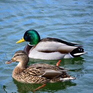 深生都正宗洪湖現殺新鮮農家綠頭散養野鴨子綠頭鴨青頭鴨水鴨子老公鴨 半年野鴨2-2.4斤一只