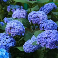 云南繡球花苗基地直銷陽(yáng)臺(tái)庭院無(wú)盡夏八仙花盆栽地栽耐寒原土發(fā)貨 無(wú)盡夏【10顆繡球花苗】 不含盆