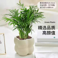佰花錦辦公桌面綠植盆栽發(fā)財樹室內客廳奶油風網紅盆景精致美觀四季好養(yǎng) 袖珍椰子+PVC白泡泡盆 整體高度約15-25cm