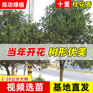 桃之美桂花樹(shù)樹(shù)苗大樹(shù)金桂盆栽四季開(kāi)花濃香型庭院耐寒銀桂花苗帶土發(fā)貨 金桂樹(shù)苗 直徑【1厘米粗】帶土球
