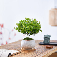 八芽 小葉赤楠盆景擺件室內(nèi)綠植花卉盆栽老樁客廳辦公室桌面好養(yǎng)植物 小葉赤楠+白裂紋金邊盆+竹底托+絲絨鋪面