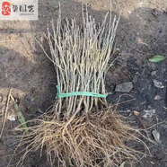 植樹節(jié)小樹苗木槿樹苗花卉綠植事業(yè)單位種植樹工程綠化苗學(xué)校栽樹 木槿兩年苗60厘米高一顆 60cm(含)-69cm(含)