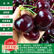 歐悟【買(mǎi)2顆送1顆】嫁接車(chē)?yán)遄訕?shù)苗大櫻桃樹(shù)苗盆栽果樹(shù)苗木南北方種植 智利車(chē)?yán)遄訕?shù)苗 七年大苗（結(jié)果多）