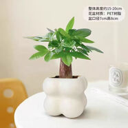 佰花錦辦公桌面綠植盆栽發(fā)財(cái)樹室內(nèi)客廳奶油風(fēng)網(wǎng)紅盆景精致美觀四季好養(yǎng) 單桿發(fā)財(cái)樹+PVC白泡泡盆 整體高度約15-25cm