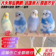 萬寵匯 鳥活體虎皮鸚鵡籠養(yǎng)牡丹玄風(fēng)活鳥學(xué)說話手養(yǎng)小太陽鸚鵡和尚鸚鵡 隨機(jī)大頭虎皮鸚鵡1只公母可備注