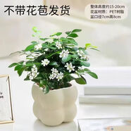 佰花錦辦公桌面綠植盆栽發(fā)財樹室內(nèi)客廳奶油風(fēng)網(wǎng)紅盆景精致美觀四季好養(yǎng) 九里香+PVC白泡泡盆 整體高度約15-25cm