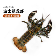 鮮京采波龍650-750克/只 保鮮不?；?海鮮蝦類 源頭直發(fā)
