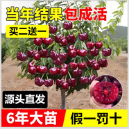 鑫意【買(mǎi)2顆送1顆】嫁接車(chē)厘子樹(shù)苗大櫻桃樹(shù)苗盆栽果樹(shù)苗木南北方種植 車(chē)厘子樹(shù)苗 3年小苗1棵苗試種【不參加2送1】