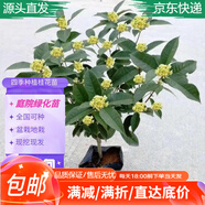 萌肉居 桂花苗陽臺庭院辦公室南北方盆/地栽實生小苗約0.5CM粗源頭直發(fā)