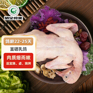 硒全食美富硒乳鴿 300g/只 冷凍 供港鴿子 全程冷鏈燒烤食材生鮮鴿子肉