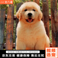 寵六福金毛幼犬純種寵物狗狗活體小狗金毛犬巡回獵犬護衛犬導盲犬 賽級 公