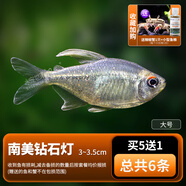 寶蓮燈紅綠燈科魚(yú)熱帶觀(guān)賞魚(yú)小型混養套餐斑馬魚(yú)淡水冷水金魚(yú)活體 已發(fā)色 稀有精品大號南美鉆石燈