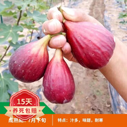 歐悟【買(mǎi)2顆送1顆】嫁接車(chē)厘子樹(shù)苗大櫻桃樹(shù)苗盆栽果樹(shù)苗木南北方種植 波姬紅無(wú)花果樹(shù)苗 6年苗當年結果