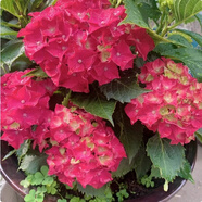 云南繡球花苗基地直銷陽臺庭院無盡夏八仙花盆栽地栽耐寒原土發(fā)貨 玫紅媽媽【10顆繡球花苗】 不含盆
